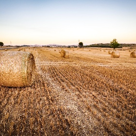 Agricoltura Agricoltura