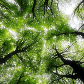 Foreste Foreste